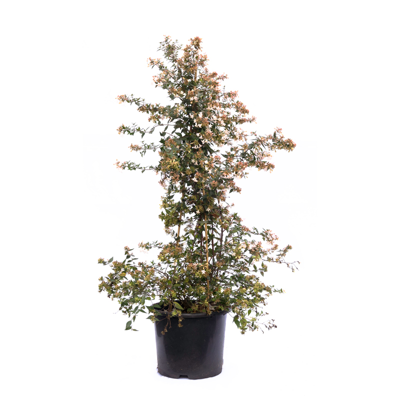 abelia-grandiflora