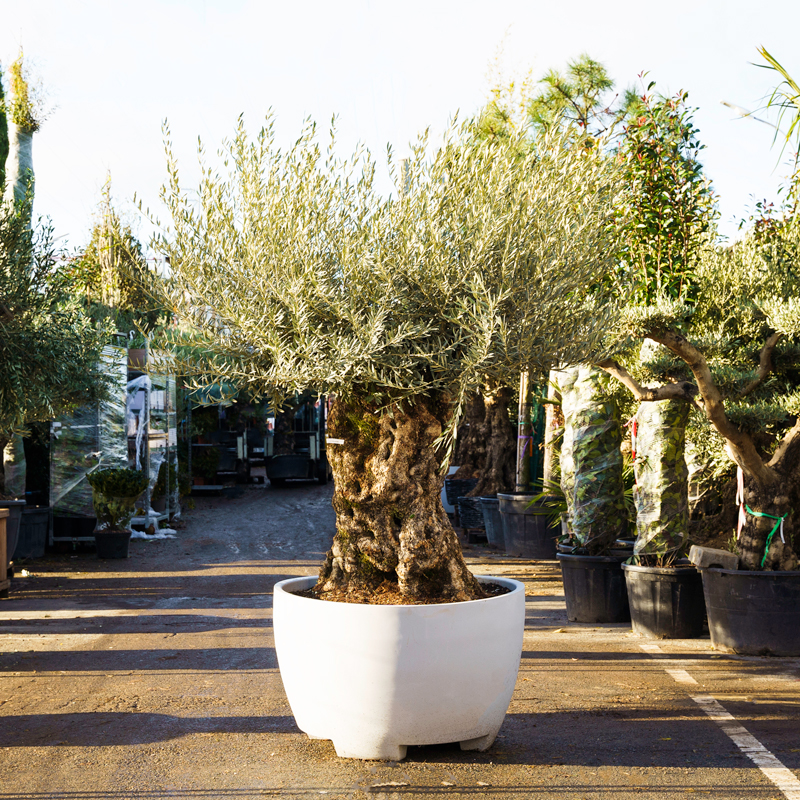 Votre palmier Washingtonia – Olea Paris