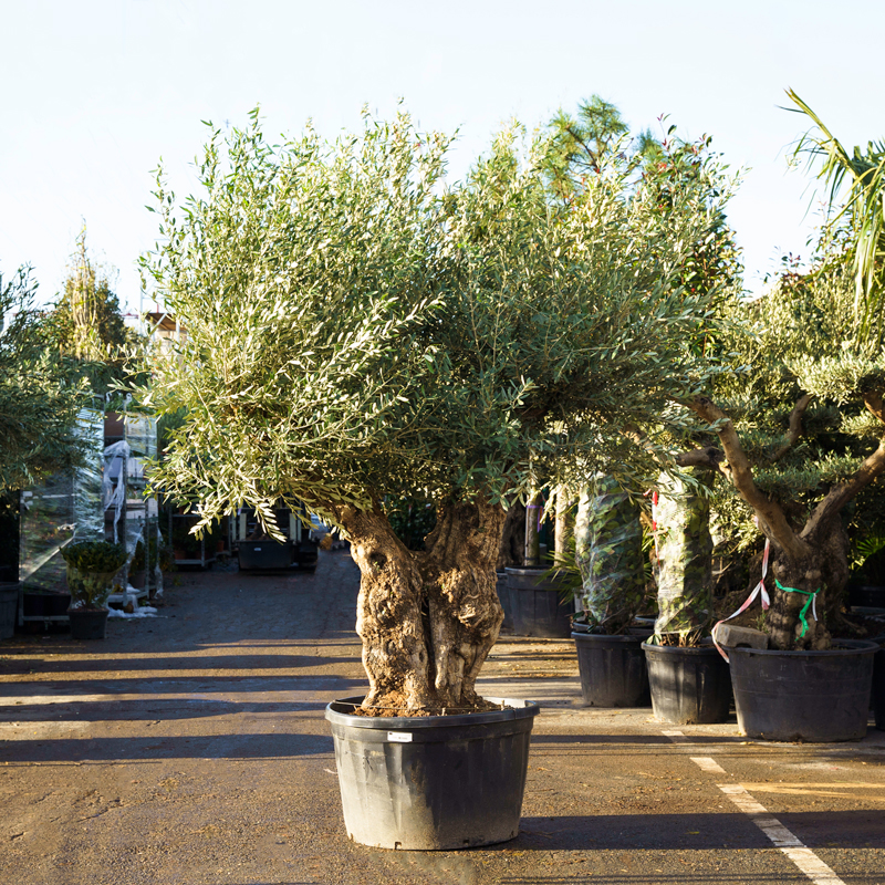 olea-europe-bonsai-deco-pot160-200cm6902LTS