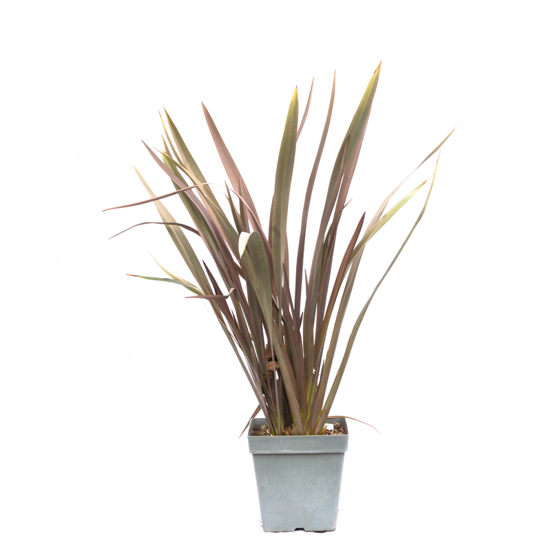 phormium-tenax-purpureum