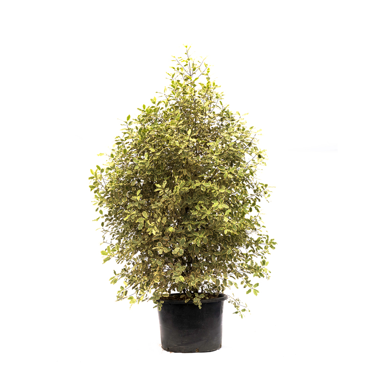 pittosporum-tenuifolium-variegatum