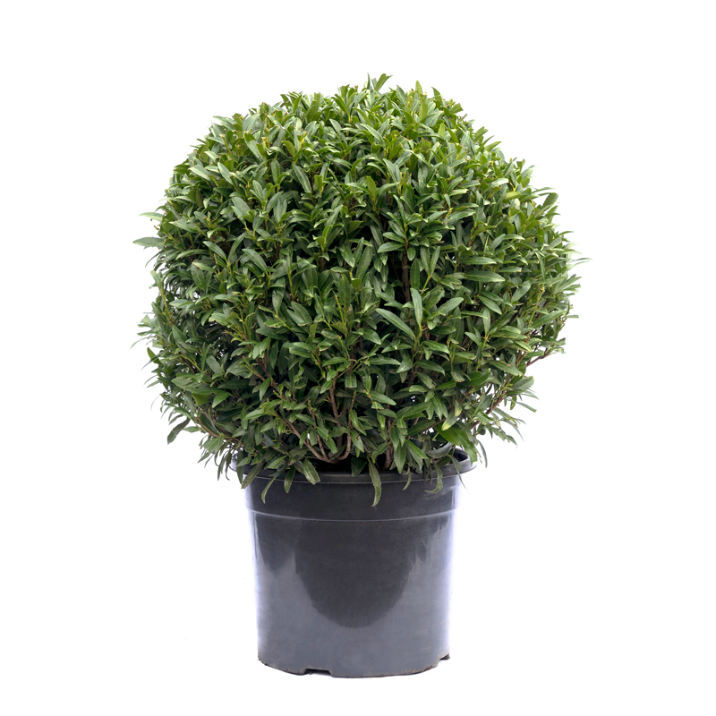 prunus-longitifolia-boule
