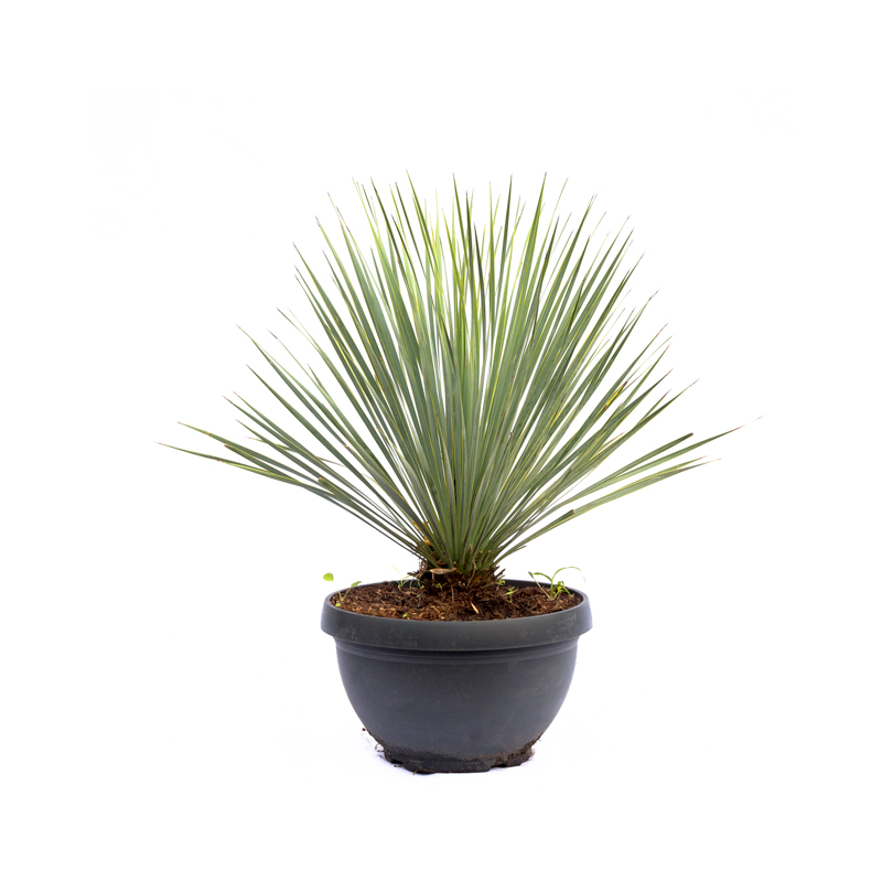 yucca-rostrata