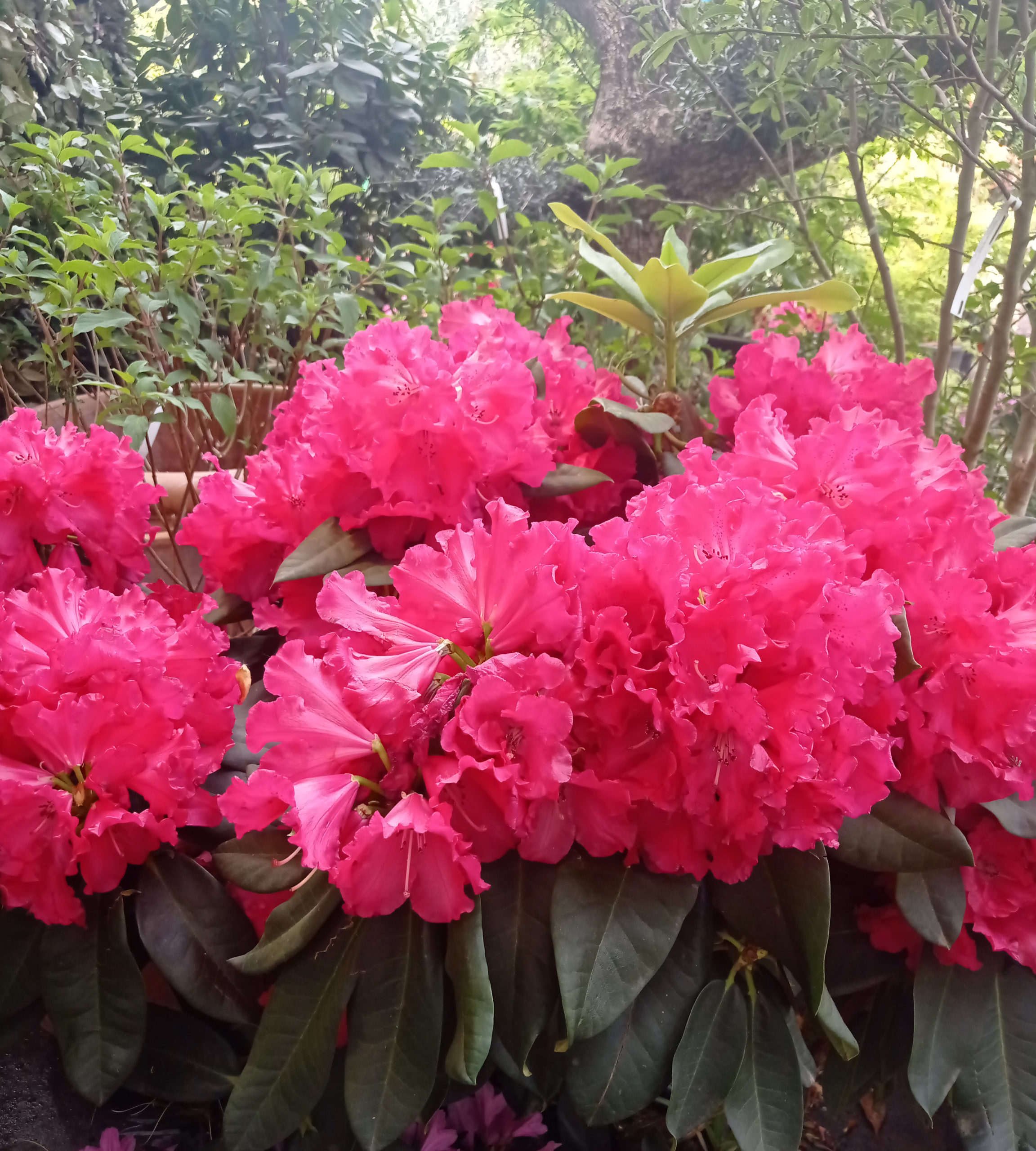 GR-PLANTES-TERREDEBRUYERE-RHODODENDRON-06